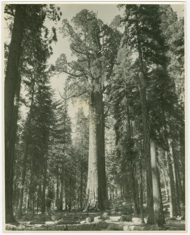 forest of giant sequoia trees