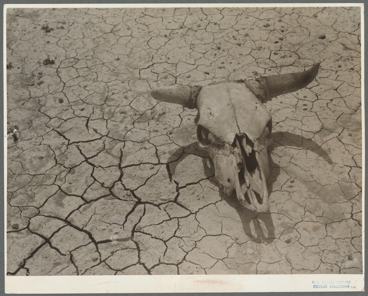 cracked, dry earth with skeleton of an animal's head