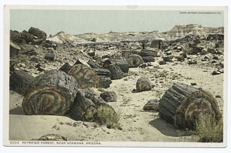 sections of petrified logs lying in the sand of a desert