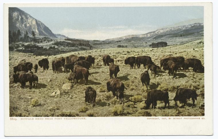 herd of buffalo grazing